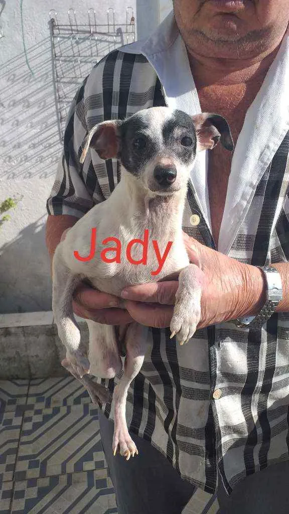 Cachorro ra a Todas fox paulistinha idade 5 anos nome Jady,cotoco,nika