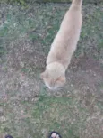 Mingau