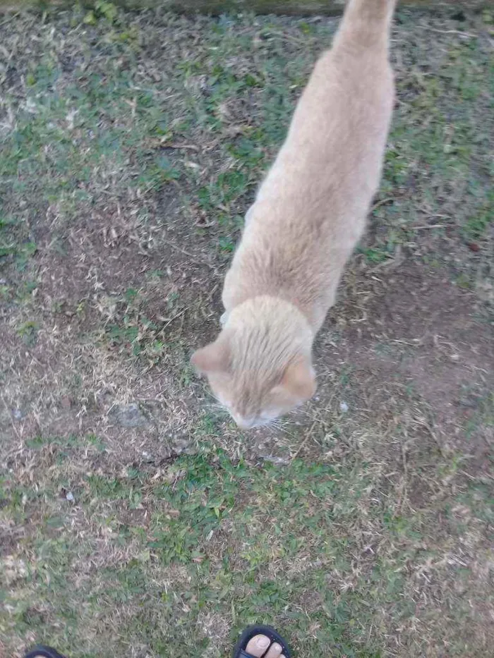 Gato ra a Mestiço  idade 7 a 11 meses nome Mingau