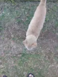 Mingau