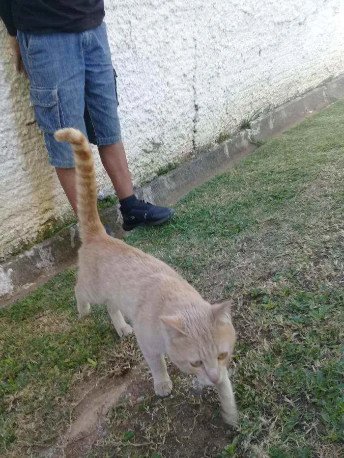 Gato ra a Mestiço  idade 7 a 11 meses nome Mingau