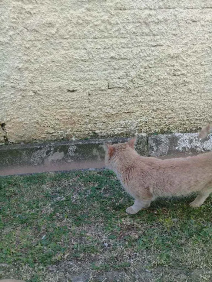 Gato ra a Mestiço  idade 7 a 11 meses nome Mingau