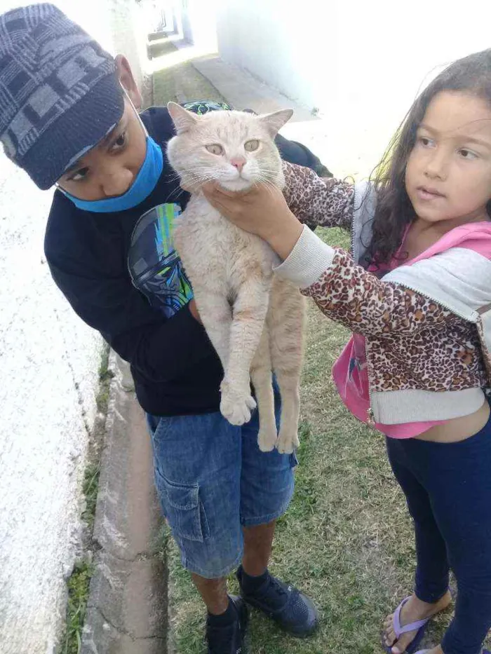 Gato ra a Mestiço  idade 7 a 11 meses nome Mingau