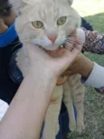 Mingau