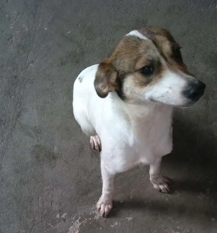 Cachorro ra a SRD idade 7 a 11 meses nome LUPITA