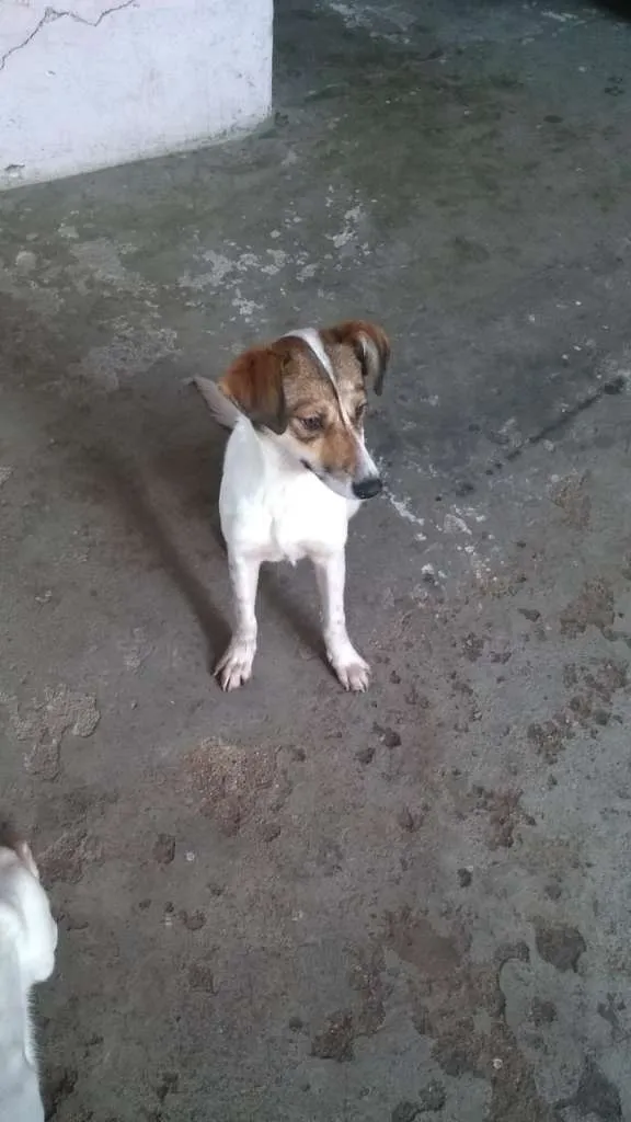 Cachorro ra a SRD idade 7 a 11 meses nome LUPITA
