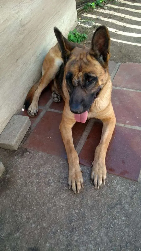 Cachorro ra a PASTOR idade 3 anos nome CHARLOTTE