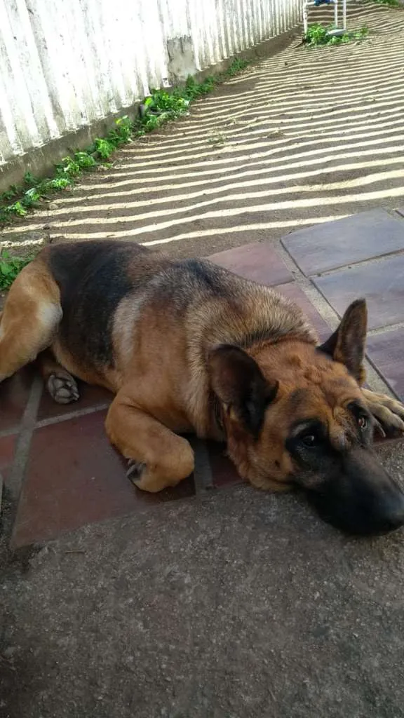 Cachorro ra a PASTOR idade 3 anos nome CHARLOTTE