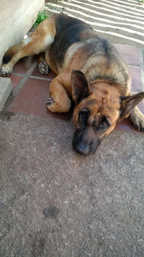 Cachorro ra a PASTOR idade 3 anos nome CHARLOTTE