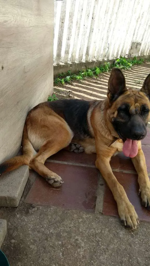 Cachorro ra a PASTOR idade 3 anos nome CHARLOTTE