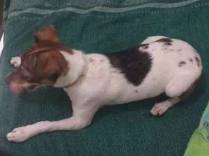 Cachorro raça Fox paulistinha idade 7 a 11 meses nome Cacau