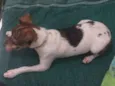 Cacau