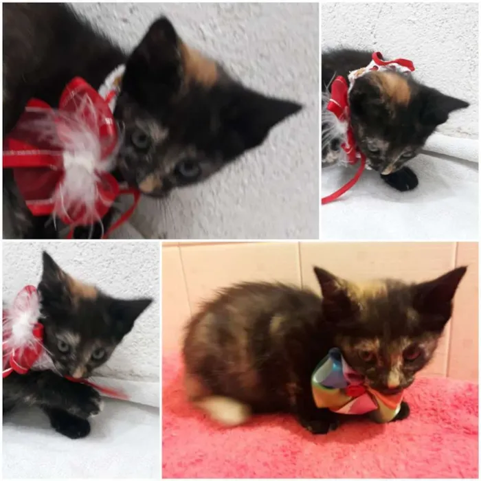 Gato ra a SRD-ViraLata idade 2 a 6 meses nome Sky