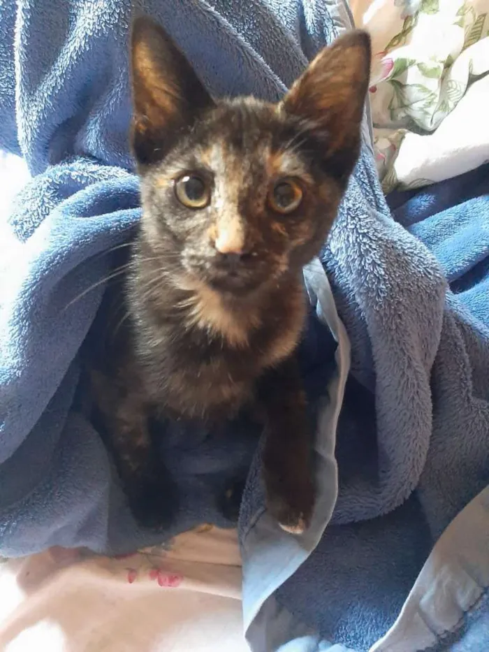 Gato ra a SRD-ViraLata idade 2 a 6 meses nome Sky