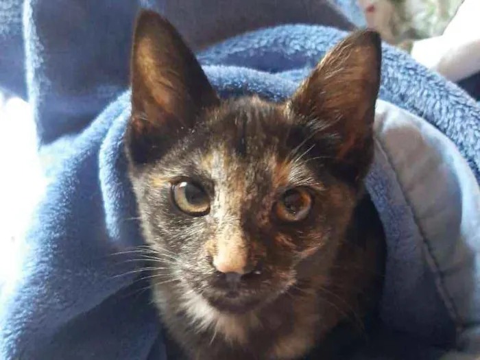 Gato ra a SRD-ViraLata idade 2 a 6 meses nome Sky