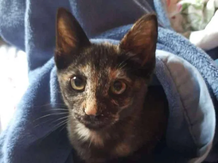 Gato ra a SRD-ViraLata idade 2 a 6 meses nome Sky