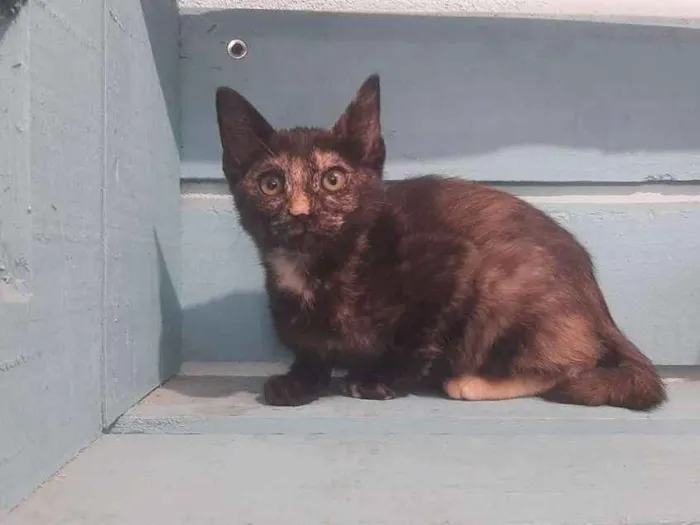 Gato ra a SRD-ViraLata idade 2 a 6 meses nome Sky
