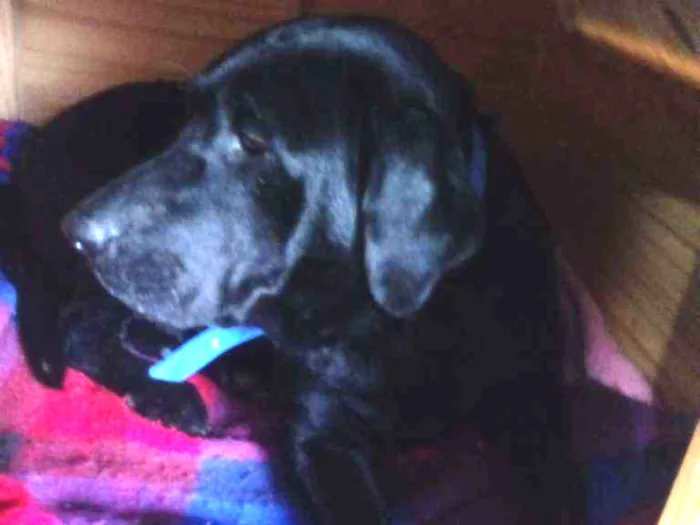 Cachorro ra a Mestiça labrador  idade 3 anos nome Pantera