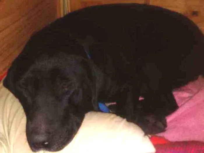 Cachorro ra a Mestiça labrador  idade 3 anos nome Pantera