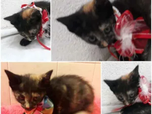 Gato raça SRD-ViraLata idade 2 a 6 meses nome Sky