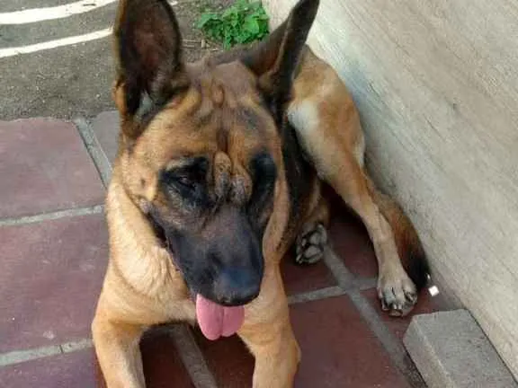 Cachorro ra a PASTOR idade 3 anos nome CHARLOTTE