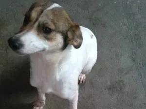 Cachorro raça SRD idade 7 a 11 meses nome LUPITA
