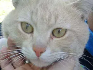 Gato raça Mestiço  idade 7 a 11 meses nome Mingau