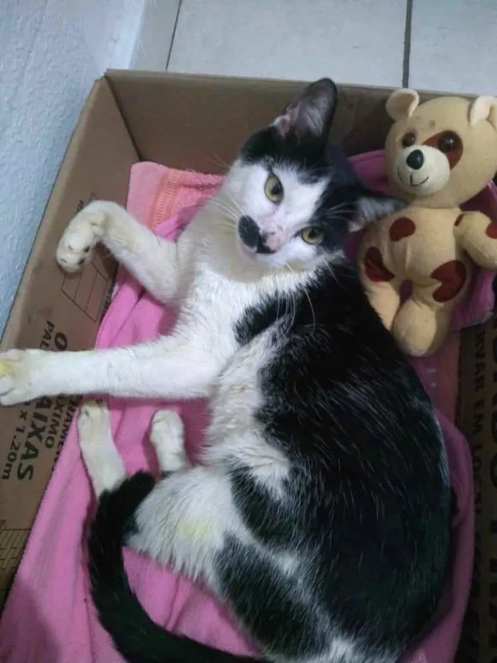 Gato raça sem raça idade 2 anos nome Frajola
