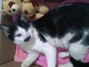 Gato raça sem raça idade 2 anos nome Frajola