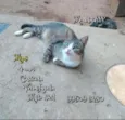 Mimi