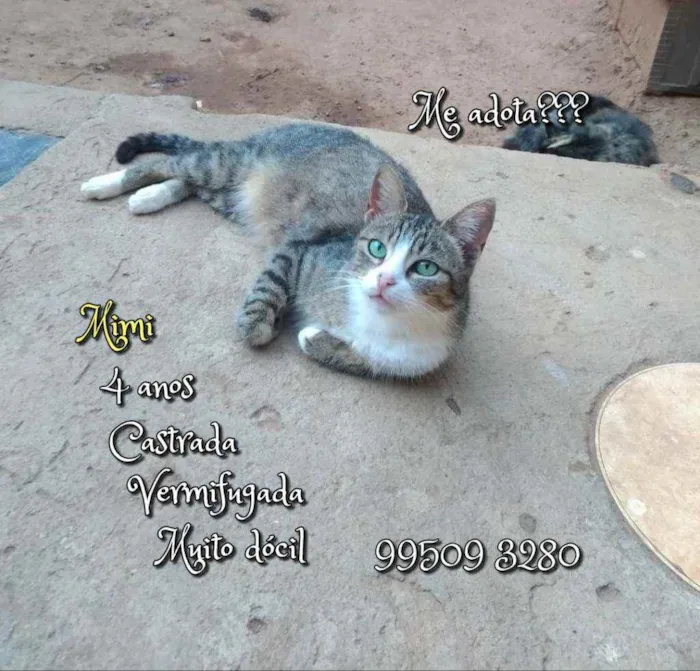 Gato raça SRD idade 4 anos nome Mimi