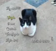 Frajola
