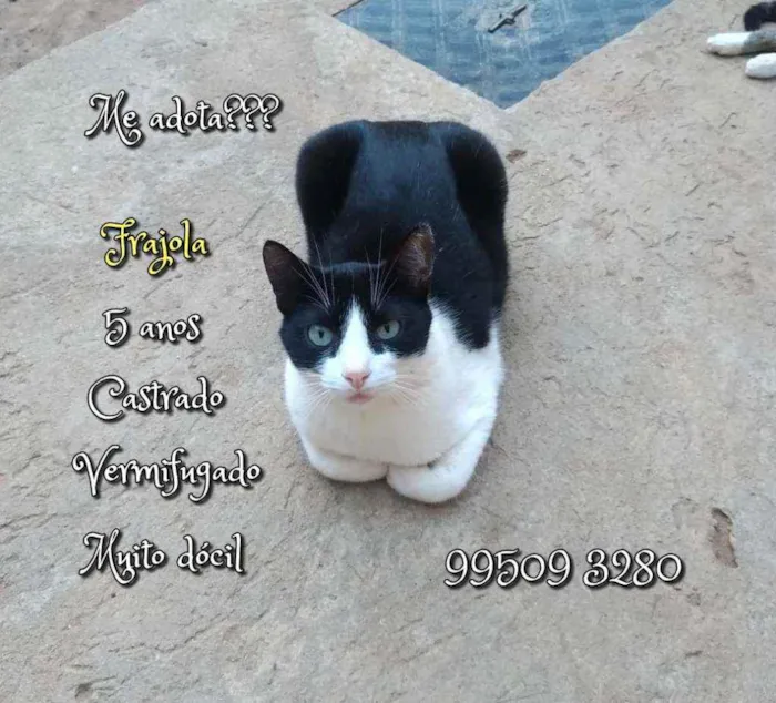 Gato raça SRD idade 5 anos nome Frajola
