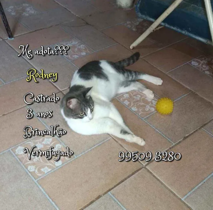 Gato raça SRD idade 3 anos nome Rodney