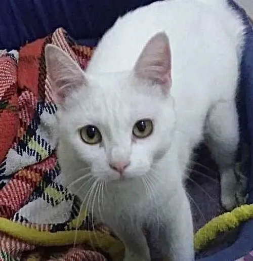 Gato ra a Srd Linda  idade 7 a 11 meses nome Branca de Neve