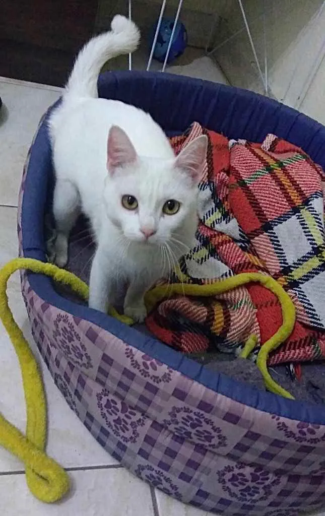 Gato ra a Srd Linda  idade 7 a 11 meses nome Branca de Neve