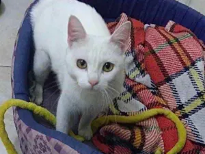 Gato raça Srd Linda  idade 7 a 11 meses nome Branca de Neve 