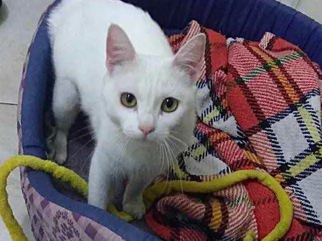 Gato ra a Srd Linda  idade 7 a 11 meses nome Branca de Neve