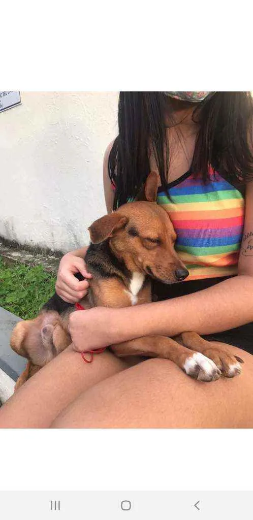 Cachorro ra a Vira-lata  idade  nome Sem nome