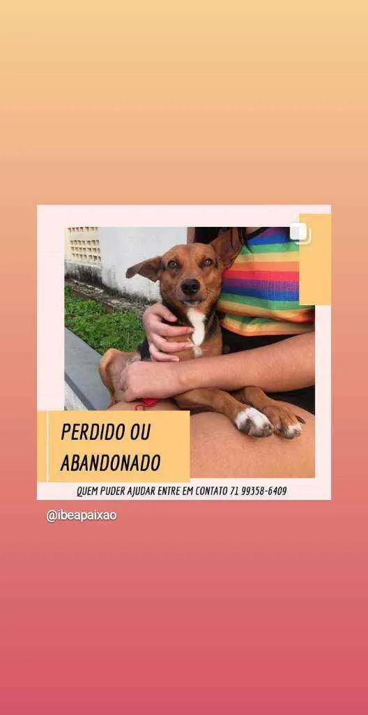 Cachorro ra a Vira-lata  idade  nome Sem nome