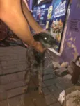 Poodle preto