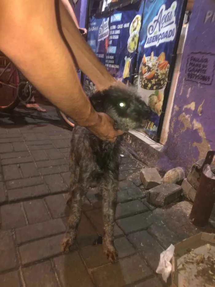 Cachorro ra a Poodle preto idade  nome Poodle preto