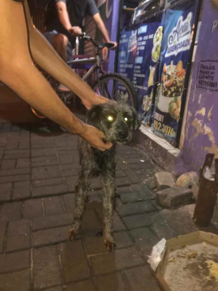 Cachorro ra a Poodle preto idade  nome Poodle preto
