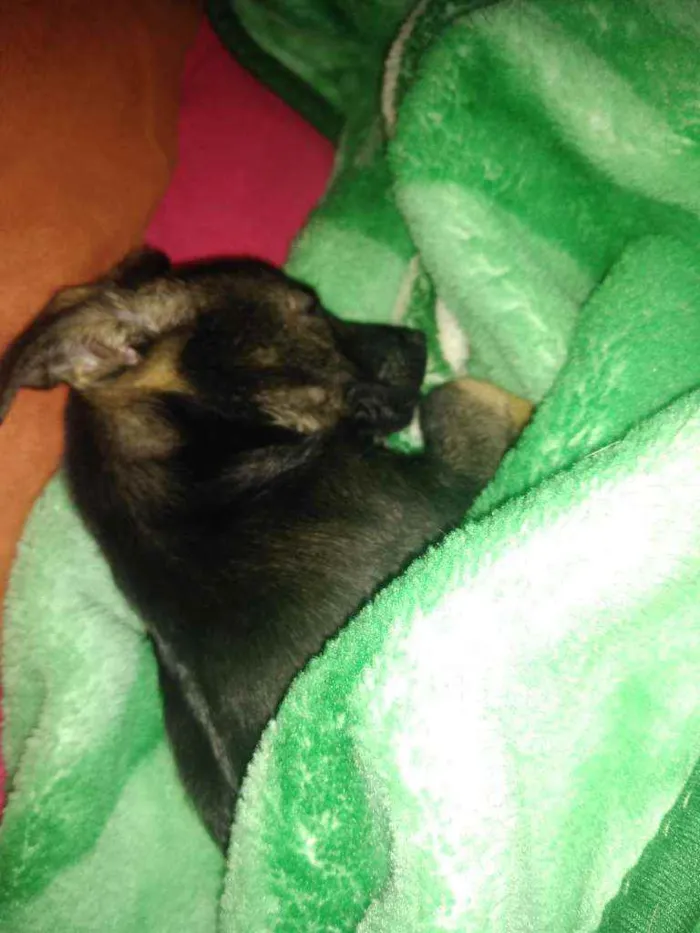 Cachorro ra a SRD idade 2 a 6 meses nome Belinha