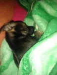 Belinha