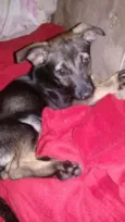 Belinha