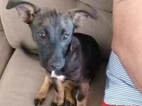 Cachorro ra a SRD idade 2 a 6 meses nome Belinha
