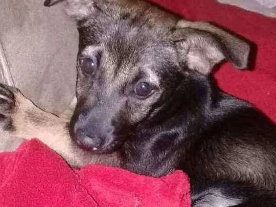 Cachorro ra a SRD idade 2 a 6 meses nome Belinha