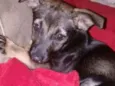 Belinha