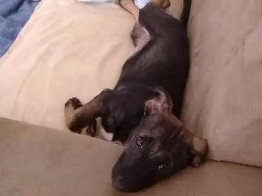 Cachorro ra a SRD idade 2 a 6 meses nome Belinha